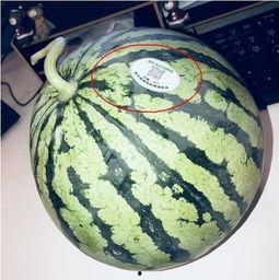 19年网红吃瓜,揭秘娱乐圈幕后真相